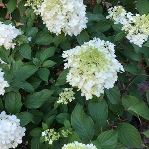 Meet your Posher, Marijana